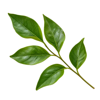 Fresh green leaf
